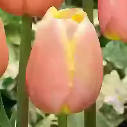 Mango Charm